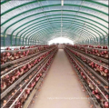 Single Span Poultry Greenhouse for Chicken Farm